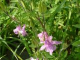 Aquilegia vulgaris