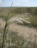 Bothriochloa ischaemum