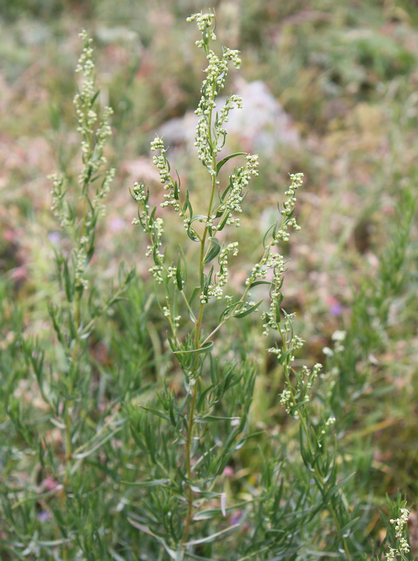 Изображение особи Artemisia dracunculus.