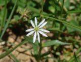 Stellaria graminea. Цветок. Иркутская обл., Иркутский р-н, окр. пос. Большой луг. 12.06.2014.