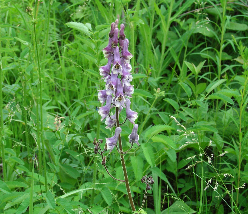 Изображение особи Aconitum septentrionale.