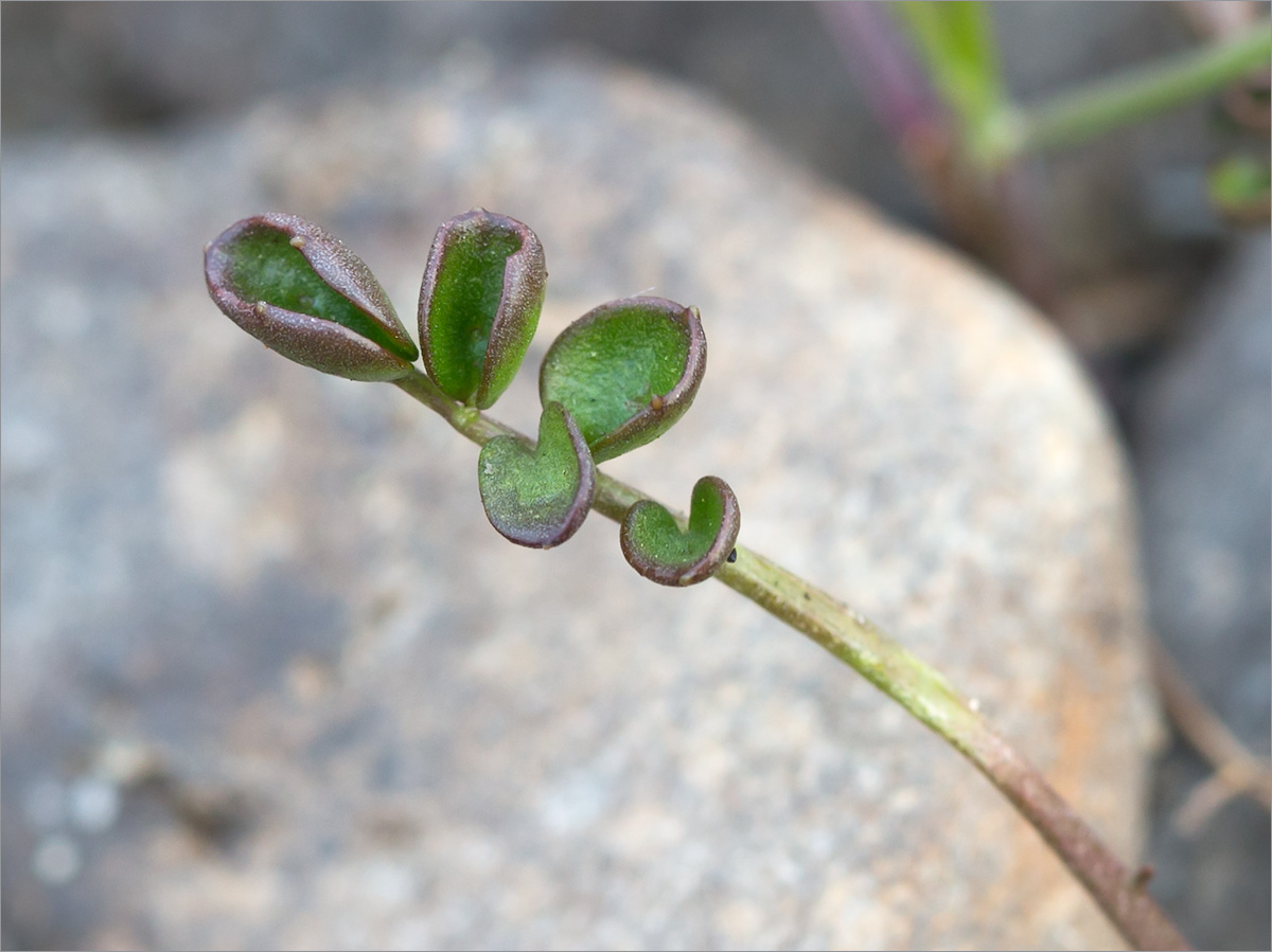 Изображение особи Cardamine pratensis.