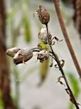 Nicotiana tabacum. Созревшие плоды. Испания, Мадрид, Королевский ботанический сад. Январь 2016 г.