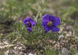 Pulsatilla tenuiloba. Вторичное цветение растения. Забайкалье, Даурский заповедник, скальный массив Адон-Челон, разнотравная степь. 02.09.2015.