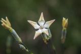 Dianthus elongatus