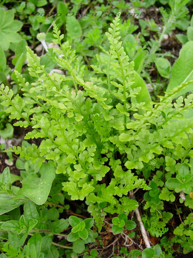 Изображение особи Asplenium woronowii.