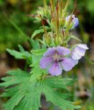 Geranium erianthum. Верхушка цветущего и плодоносящего растения с кормящимся насекомым. Камчатский край, Елизовский р-н, горный массив Вачкажец, горная тундра. 18.08.2016.