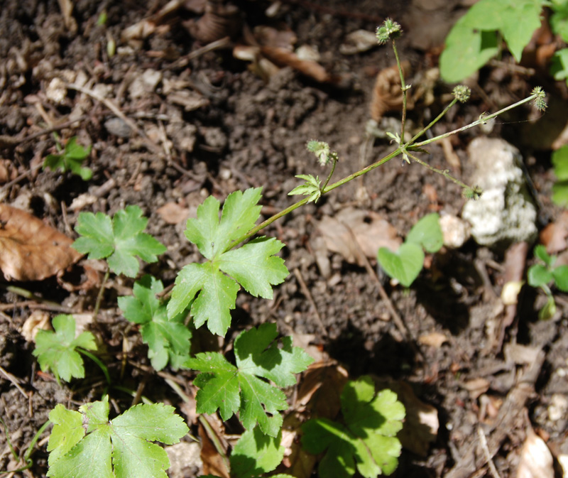 Изображение особи Sanicula europaea.