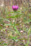 Trifolium medium. Верхушка цветущего растения. Ленинградская обл., Ломоносовский р-н, форт \"Красная Горка\", пустырь с песчаной почвой на месте разрушенных укреплений. 25.09.2016.