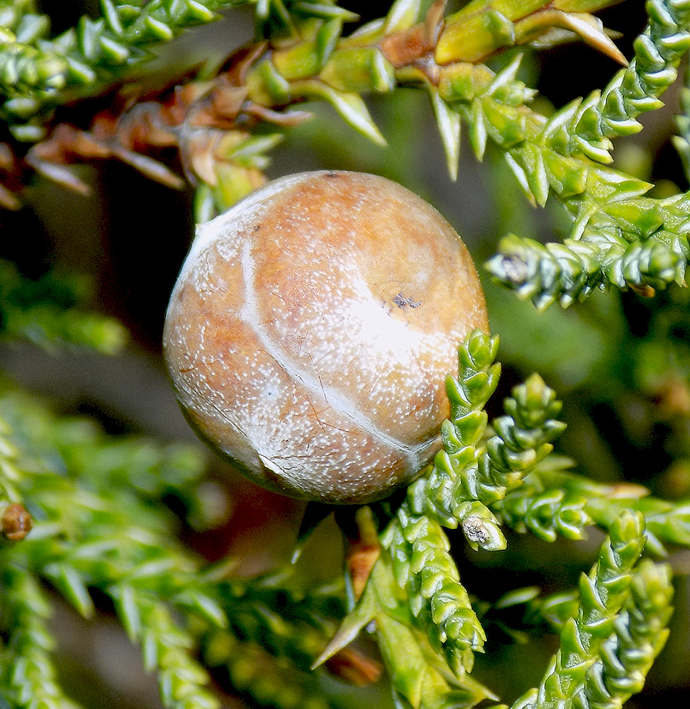 Изображение особи Juniperus foetidissima.