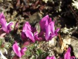 Oxytropis czukotica