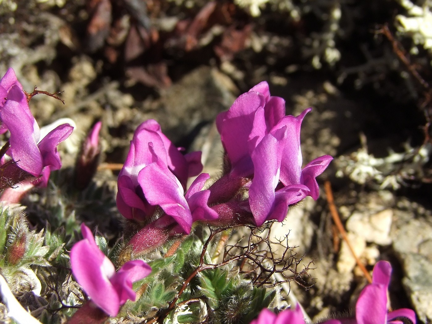 Изображение особи Oxytropis czukotica.