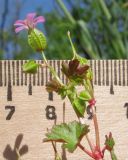 Geranium lucidum