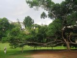 Ficus benjamina