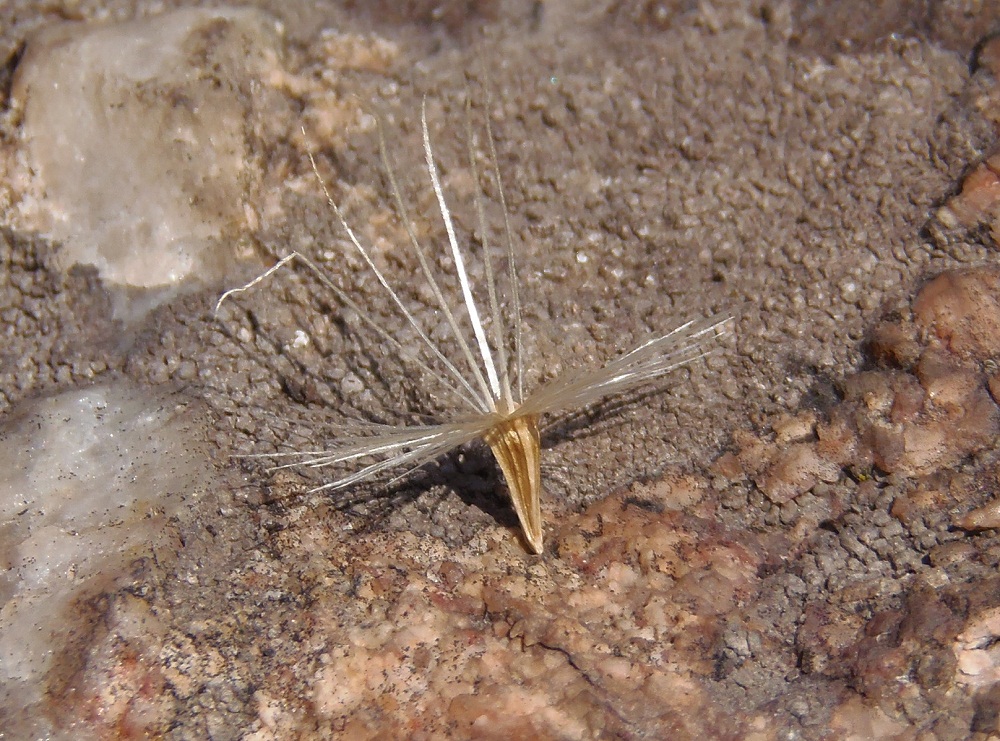 Image of Jurinea granitica specimen.