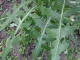 Sonchus arvensis