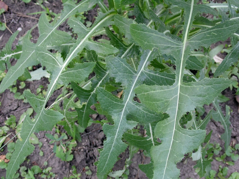 Image of Sonchus arvensis specimen.