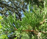 Juniperus foetidissima. Верхушка ветви. Краснодарский край, Абинский р-н, гора Папай, вершина Зап. Папай. 02.09.2016.