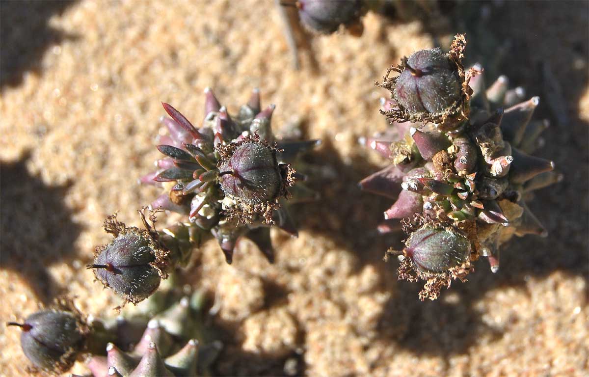 Изображение особи Euphorbia caput-medusae.