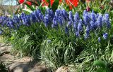 Muscari armeniacum. Цветущие растения. Краснодарский край, г. Усть-Лабинск, в культуре на приусадебном участке. 15.04.2018.