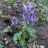 Corydalis solida