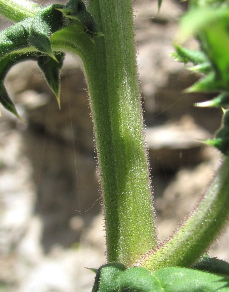 Изображение особи Echinops sphaerocephalus.