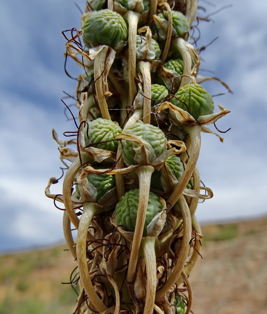 Изображение особи Eremurus cristatus.