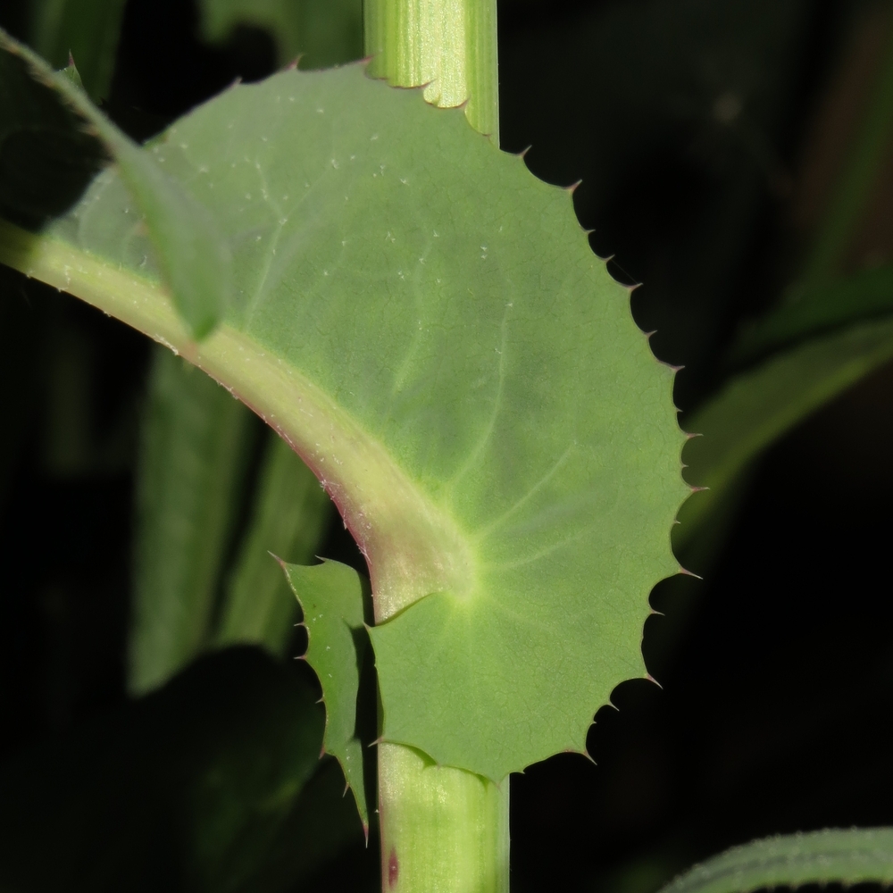 Изображение особи Sonchus oleraceus.