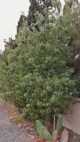 Brachychiton populneus. Молодое дерево. Кипр, г. Айа-Напа, охраняемая природная зона Agías Théklas. 05.10.2018.