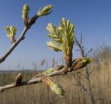 Quercus robur. Верхушки побегов с молодыми листьями. Краснодарский край, Темрюкский р-н, гора Дубовый Рынок, глинистый склон. 14.04.2018.