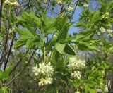 Staphylea pinnata. Ветвь с соцветиями. Крым, Симферополь, ботанический сад, в культуре. 28 апреля 2019 г.