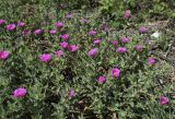 Cistus crispus