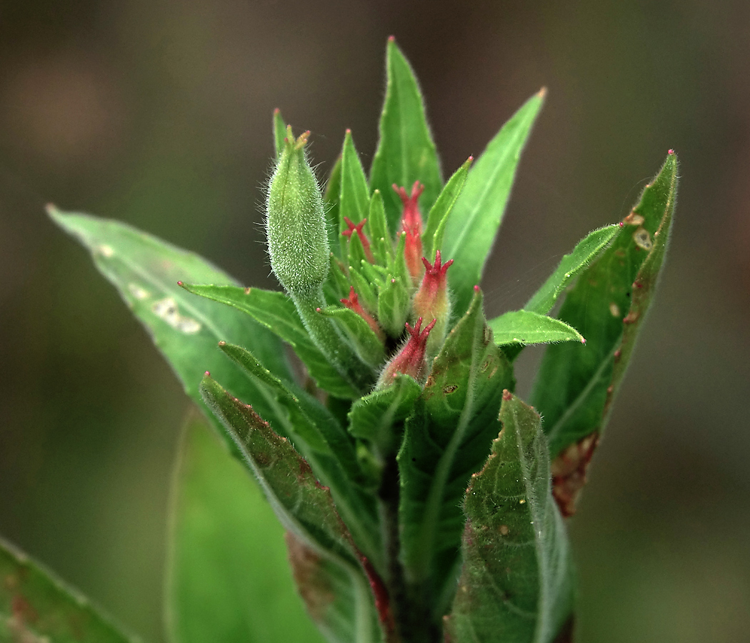 Image of Oenothera rubricaulis specimen.