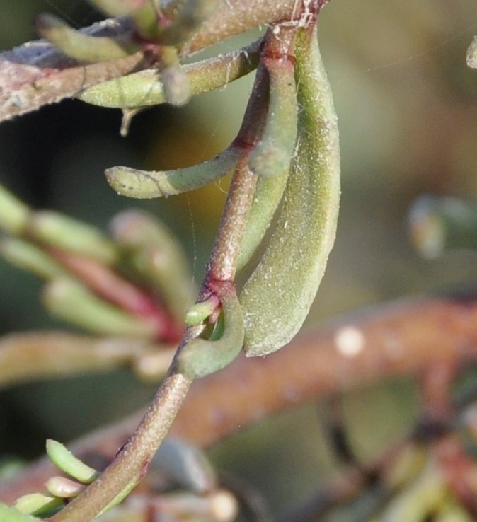 Изображение особи Limbarda crithmoides ssp. longifolia.