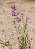 Polygala major. Верхушка цветущего растения. Крым, Бахчисарайский р-н, пещерный г. Эски-Кермен, смешанный лес, на тропе с вершины плато. 28.06.2020.