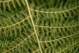 Athyrium distentifolium