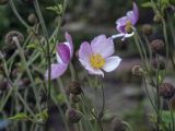 Anemone hupehensis