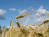 Hordeum vulgare