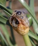 Sternbergia colchiciflora. Плод. Крым, Керченский п-ов, Приазовье, Караларская степь, степной склон. 6 мая 2021 г.