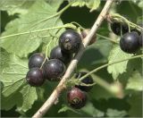 Ribes nigrum