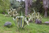 Agave americana разновидность marginata. Вегетирующие растения. Краснодарский край, г. Сочи, парк \"Дендрарий\", Мексиканский отдел, в культуре. 11.05.2021.