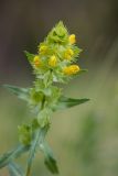 Rhinanthus vernalis