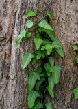 Hedera pastuchovii. Верхушка побега на стволе Acer campestre. Дагестан, Магарамкентский р-н, Самурский лес, опушка широколиственного леса. 05.05.2022.