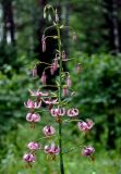 Lilium pilosiusculum