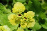 Chrysosplenium alternifolium. Соплодие со вскрывшимися зрелыми плодами. Ленинградская обл., Ломоносовский р-н, окр. дер. Ломаха; дно дол. р. Ламошка, богатый пойменный лужок среди широколиственного леса на известняке. 21.05.2023.