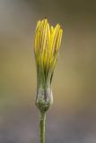 Tragopogon filifolius. Соцветие. Кабардино-Балкария, Эльбрусский р-н, долина р. Терскол, ≈ 2600 м н.у.м., каменистый склон. 24.08.2023.