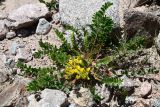 Astragalus schanginianus