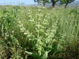 Salvia spinosa