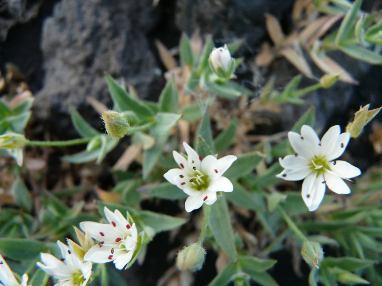 Изображение особи Stellaria eschscholtziana.