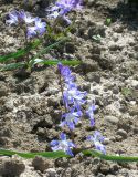 Chionodoxa forbesii